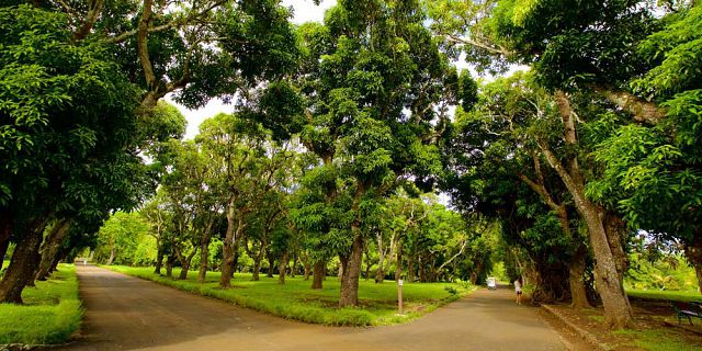 Mauritius national botanical garden (10)